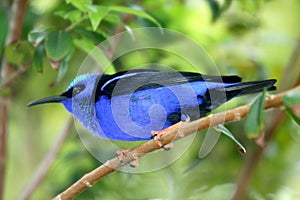 Red legged honeycreeper