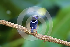 Red-legged Honeycreeper 837836