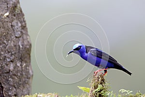 Red-legged Honeycreeper  840177