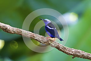 Red-legged Honeycreeper 842291