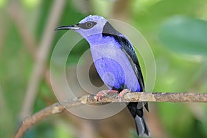 Red-legged Honeycreeper