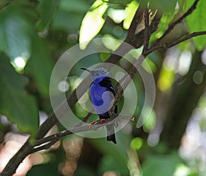 Red Legged Honeycreeper bird