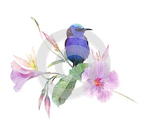 Red Legged Honeycreeper bird on Pink Dipladenia flowers . Watercolor painting