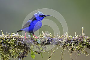 Red-legged Honeycreeper - Cyanerpes cyaneus