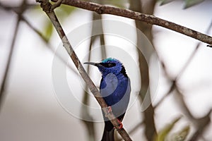 Red-legged honeycreeper Cyanerpes cyaneus