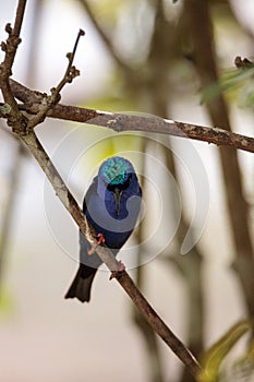 Red-legged honeycreeper Cyanerpes cyaneus