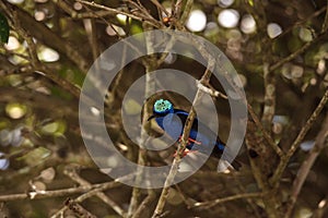 Red-legged honeycreeper Cyanerpes cyaneus