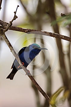 Red-legged honeycreeper Cyanerpes cyaneus