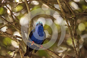 Red-legged honeycreeper Cyanerpes cyaneus