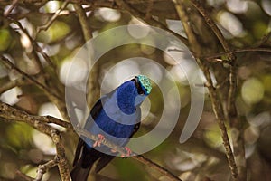 Red-legged honeycreeper Cyanerpes cyaneus