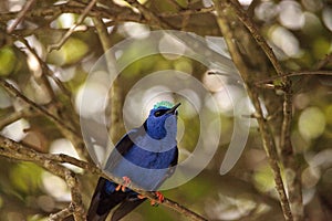 Red-legged honeycreeper Cyanerpes cyaneus