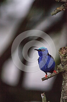 Red-legged honeycreeper Cyanerpes cyaneus