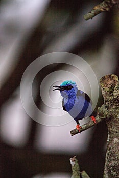 Red-legged honeycreeper Cyanerpes cyaneus