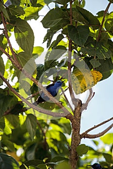 Red-legged honeycreeper Cyanerpes cyaneus