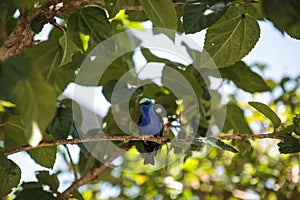 Red-legged honeycreeper Cyanerpes cyaneus