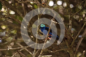 Red-legged honeycreeper Cyanerpes cyaneus