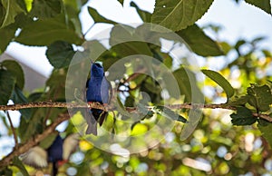 Red-legged honeycreeper Cyanerpes cyaneus