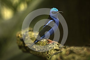 The  Red-legged Honeycreeper Cyanerpes cyaneus.