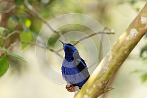 Red legged honeycreeper Cyanerpes cyaneus