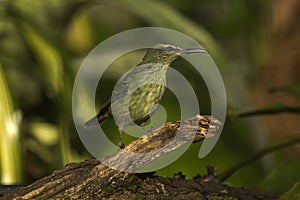 The red-legged honeycreeper Cyanerpes cyaneus.