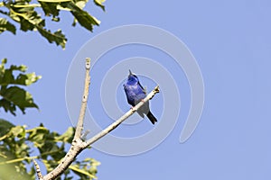 Red-legged honeycreeper (Cyanerpes cyaneus