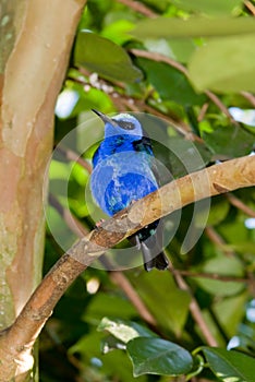 Red-legged Honeycreeper (Cyanerpes cyaneus)