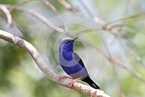 Red-legged Honeycreeper Cyanerpes cyaneus