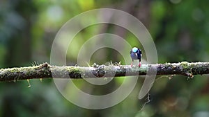 Red Legged Honeycreeper (cyanerpes cyaneus), a Bright Blue Colourful Tropical Bird in Costa Rica, Wi