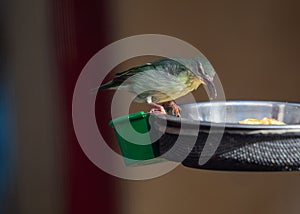 Red-legged Honeycreeper (Cyanerpes cyaneus) in Central America