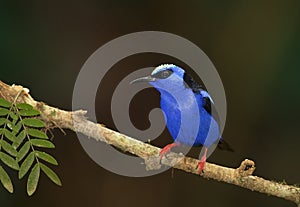 Red-legged honeycreeper Cyanerpes cyaneus Costa Rica