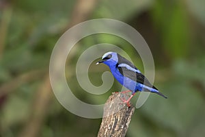 Red-legged honeycreeper Cyanerpes cyaneus Costa Rica