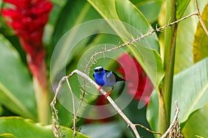 Red-legged Honeycreeper & x28;Cyanerpes cyaneus& x29; in Costa Rica