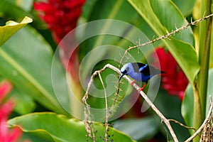 Red-legged Honeycreeper & x28;Cyanerpes cyaneus& x29; in Costa Rica