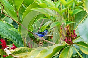 Red-legged Honeycreeper & x28;Cyanerpes cyaneus& x29; in Costa Rica