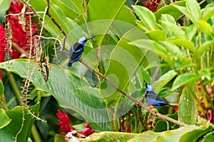 Red-legged Honeycreeper & x28;Cyanerpes cyaneus& x29; in Costa Rica