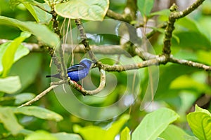 Red-legged Honeycreeper & x28;Cyanerpes cyaneus& x29; in Costa Rica