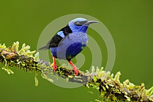 Red-legged Honeycreeper, Cyanerpes cyaneus, exotic tropic blue bird with red leg from Costa Rica. Tinny songbird in the nature hab photo