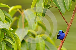 Red-legged Honeycreeper, Cyanerpes cyaneus, exotic tropic blue bird with red leg from Costa Rica. Tinny songbird in the nature hab