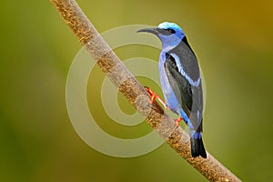 Red-legged Honeycreeper, Cyanerpes cyaneus, exotic tropic blue bird with red leg from Costa Rica. Tinny songbird in the nature hab