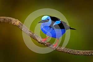 Red-legged Honeycreeper, Cyanerpes cyaneus, exotic tropical blue bird with red legs from Costa Rica. Tinny songbird in the nature