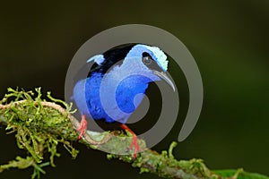 Red-legged Honeycreeper, Cyanerpes cyaneus, exotic tropical blue bird with red legs from Costa Rica. Tinny songbird in the nature