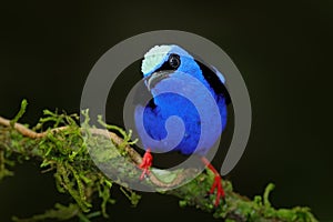 Red-legged Honeycreeper, Cyanerpes cyaneus, exotic tropical blue bird with red legs from Costa Rica. Tinny songbird in the nature