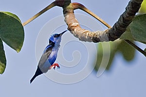 Red-legged Honeycreeper, Cyanerpes cyaneus, in flight