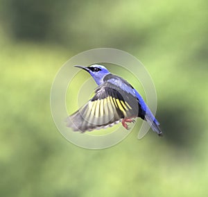 Red-legged honeycreeper (Cyanerpes cyaneus) in flight, Costa Rica