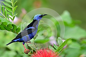 Red-legged Honeycreeper Cyanerpes cyaneus male