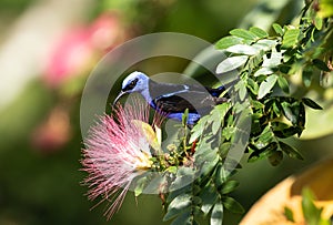 Red-legged Honeycreeper (Cyanerpes cyaneus) Panama