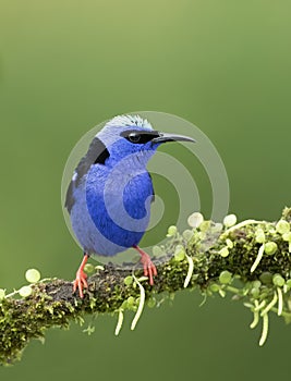 A Red-legged honeycreeper Cyanerpes cyaneus perched on a mossy branch in the tropical jungles of Costa Rica