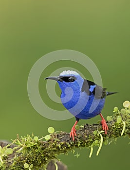A Red-legged honeycreeper Cyanerpes cyaneus perched on a mossy branch in the tropical jungles of Costa Rica
