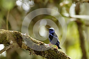 Red-legged Honeycreeper - Cyanerpes cyaneus sitting on tree in tropical mountain rain forest in Costa Rica, clear and green backgr