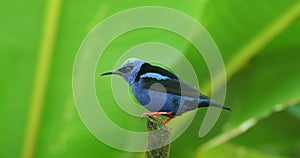 Red-legged Honeycreeper - Cyanerpes cyaneus small songbird species in the tanager family Thraupidae